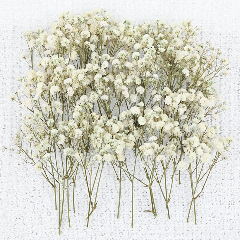 50개 천연 건조 안개꽃(자이프로필라), DIY, 카드 - Florist Supply Vases 리뷰 및 가격